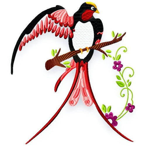 Beautiful Birds