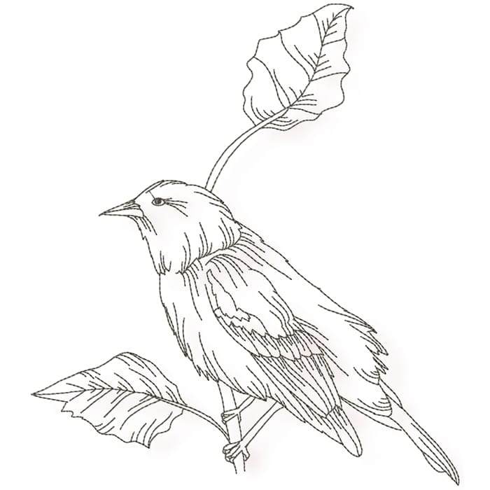 Birds Line work no two