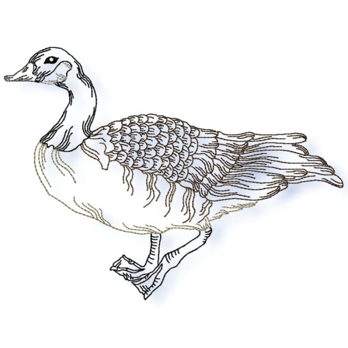 Canadian Geese