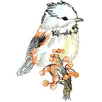 Chickadee Birds
