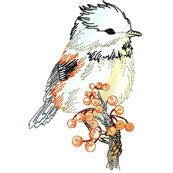 Chickadee Birds