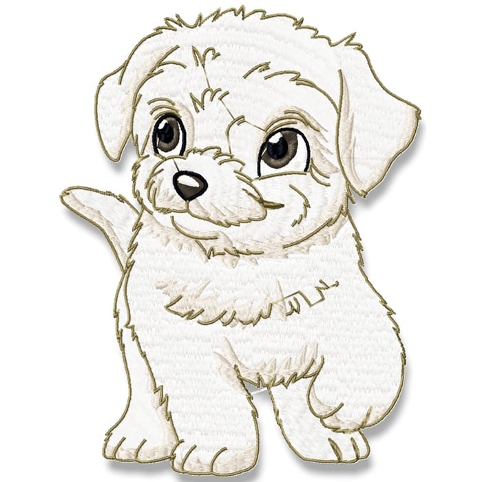 Cute Baby Bichon Frise