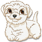 Cute Baby Bichon Frise