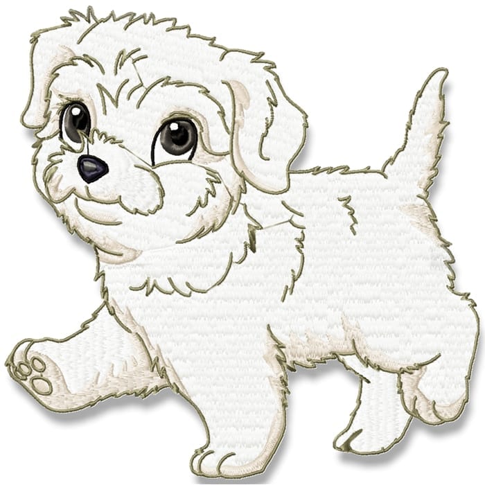 Cute Baby Bichon Frise