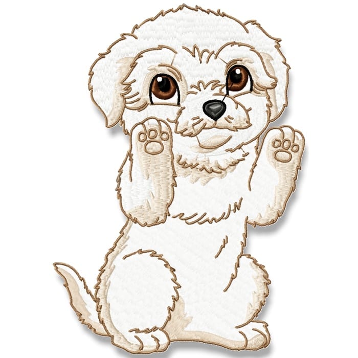 Cute Baby Bichon Frise