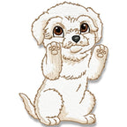 Cute Baby Bichon Frise