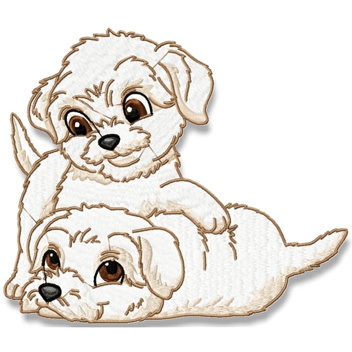 Cute Baby Bichon Frise