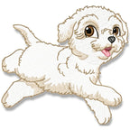 Cute Baby Bichon Frise
