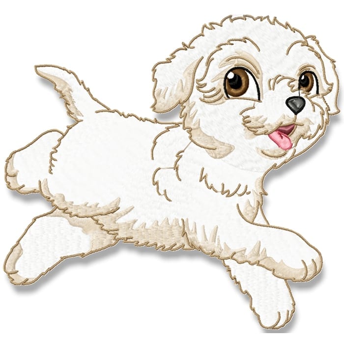 Cute Baby Bichon Frise