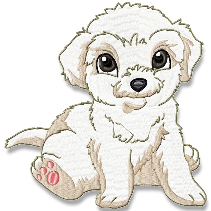 Cute Baby Bichon Frise