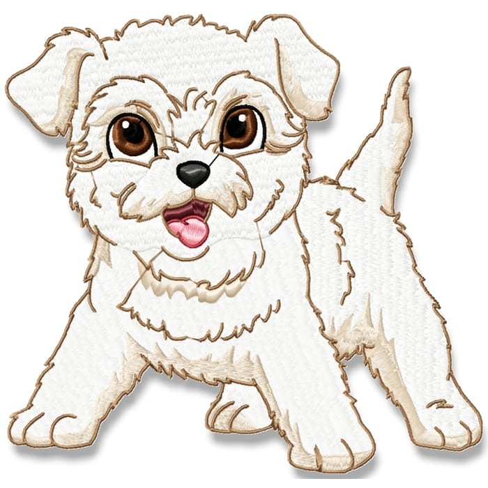 Cute Baby Bichon Frise