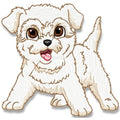 Cute Baby Bichon Frise