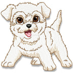 Cute Baby Bichon Frise