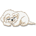 Cute Baby Bichon Frise
