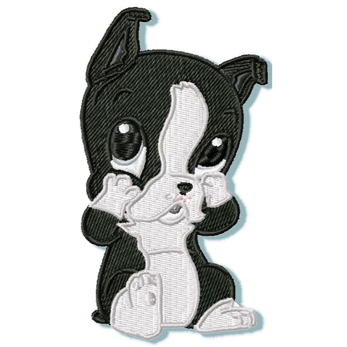Cute Baby Boston Terrier