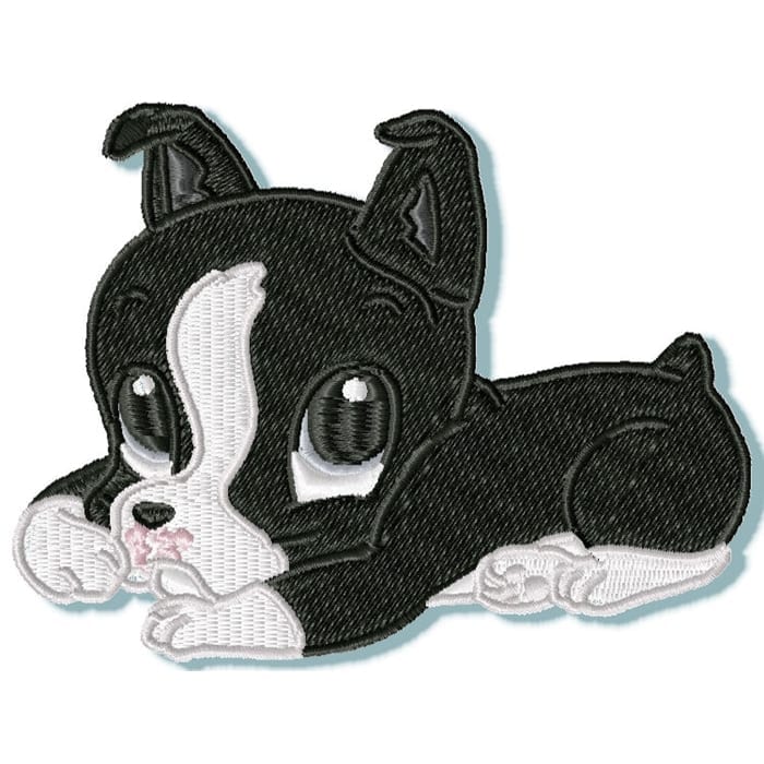 Cute Baby Boston Terrier
