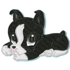 Cute Baby Boston Terrier