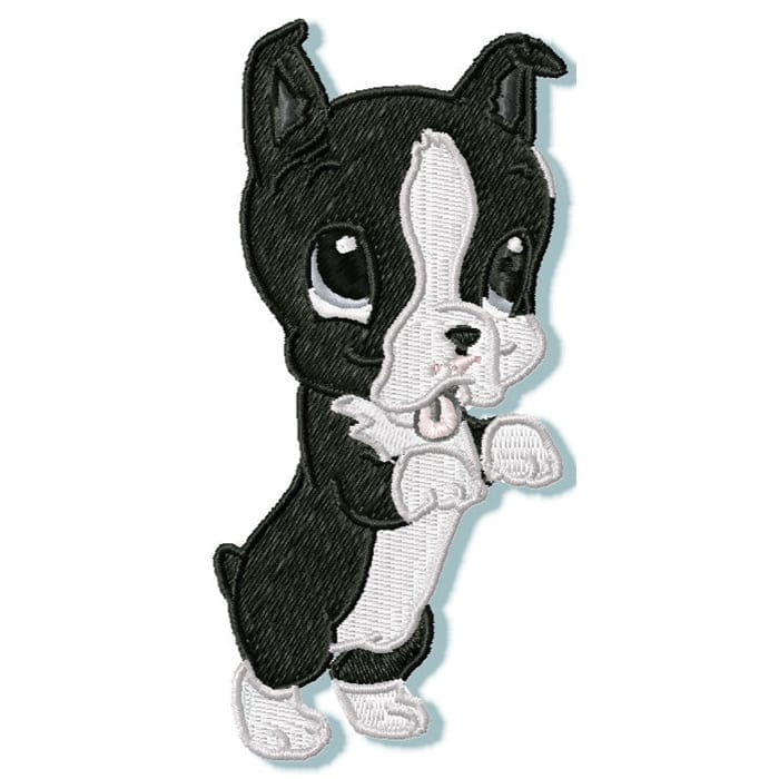 Cute Baby Boston Terrier