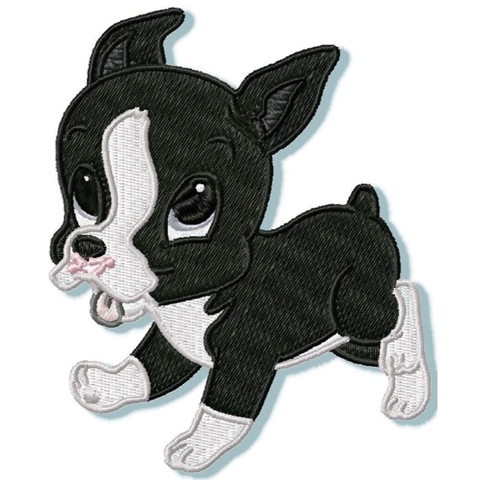 Cute Baby Boston Terrier