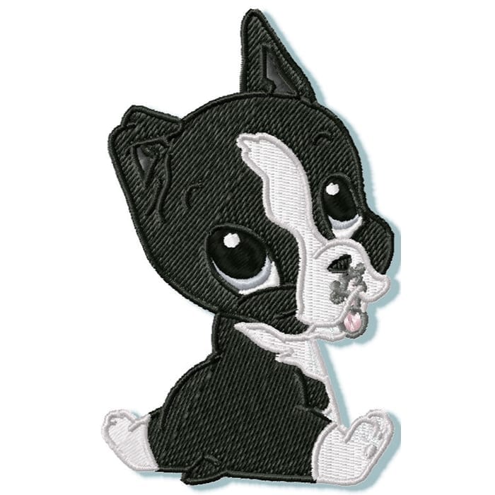 Cute Baby Boston Terrier
