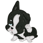 Cute Baby Boston Terrier