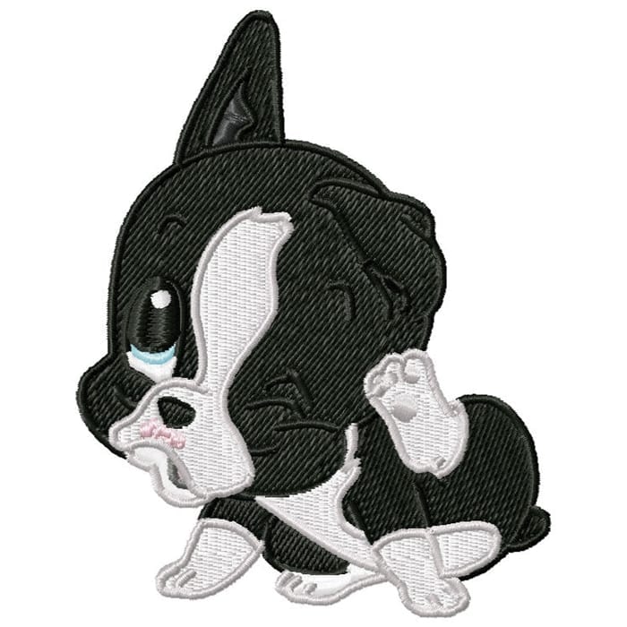 Cute Baby Boston Terrier