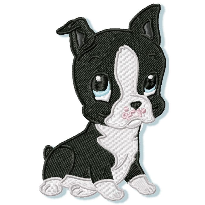 Cute Baby Boston Terrier