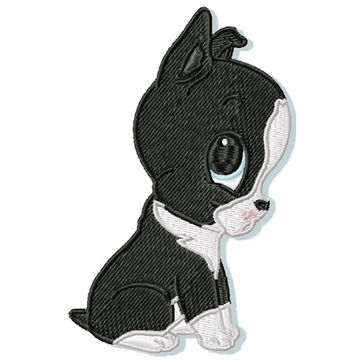 Cute Baby Boston Terrier