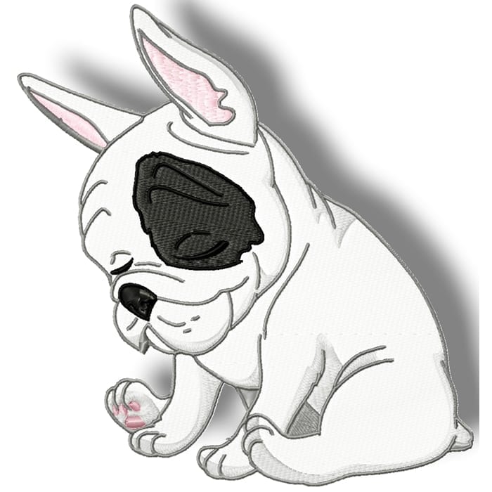 Cute Baby French Bulldog