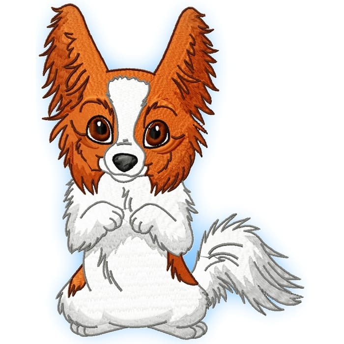Cute Baby Papillion