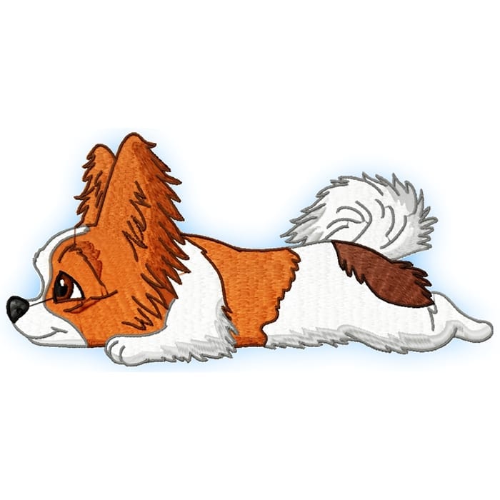 Cute Baby Papillion