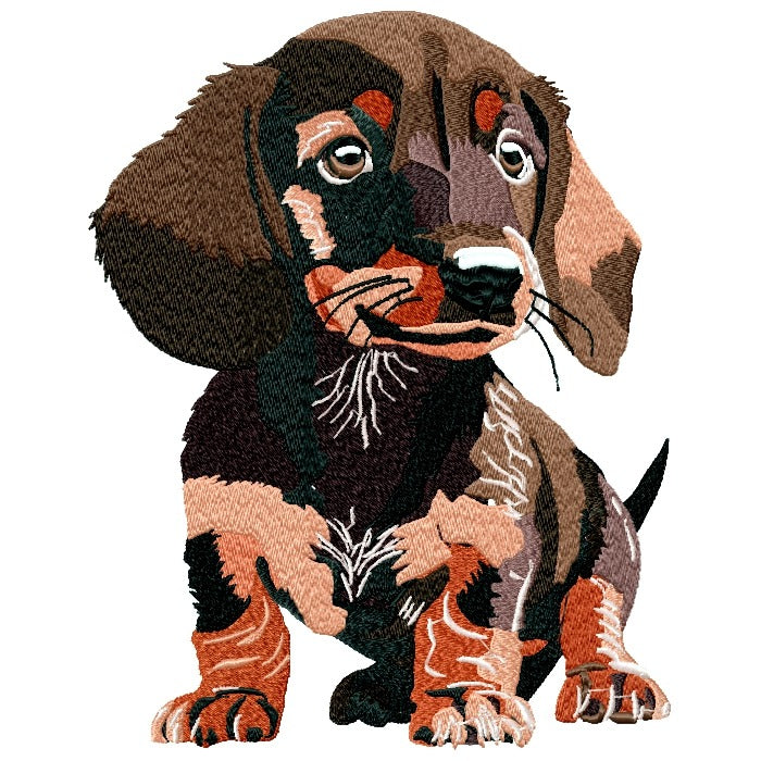 My Dachshund Pup