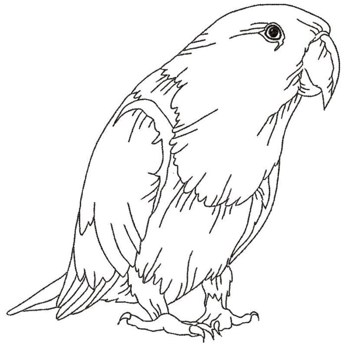 Parrots Line Work Two