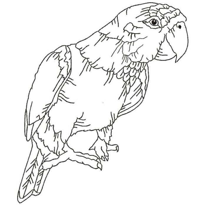 Parrots Line Work Two