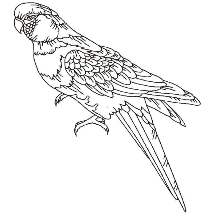 Parrots Line Work Two