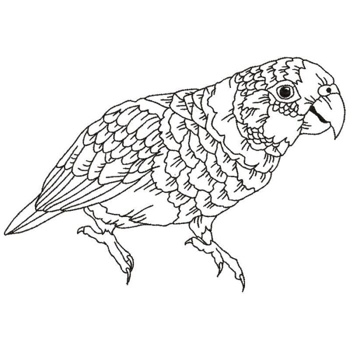 Parrots Line Work Two