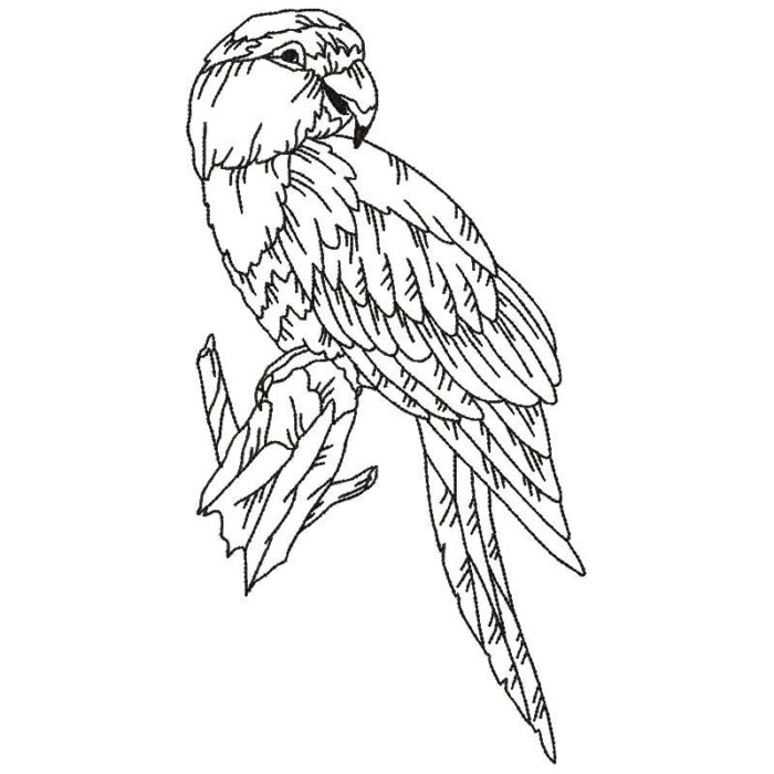 Parrots Line Work Two