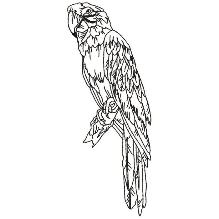 Parrots Line Work Two