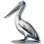 Two Pelicans Set