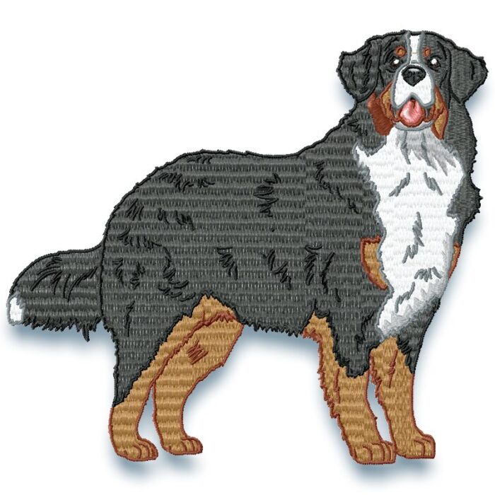 Bernese Mountain Dog Realistic