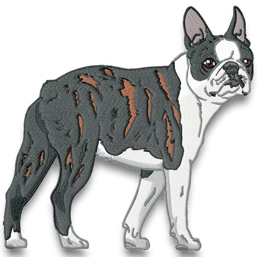 Boston Terrier Realistic