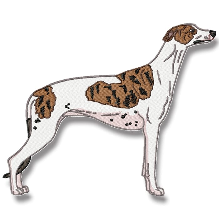 Greyhound Realistic