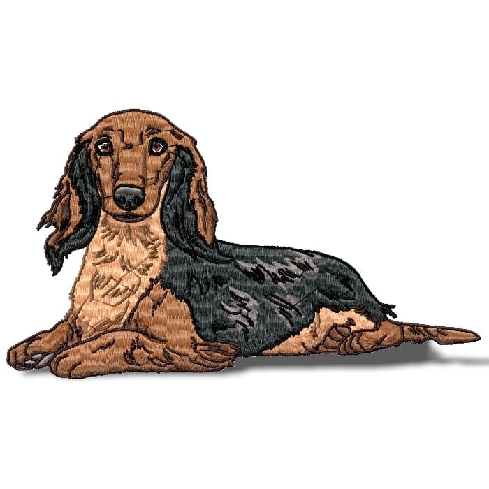 Dachshund Longhair Realistic