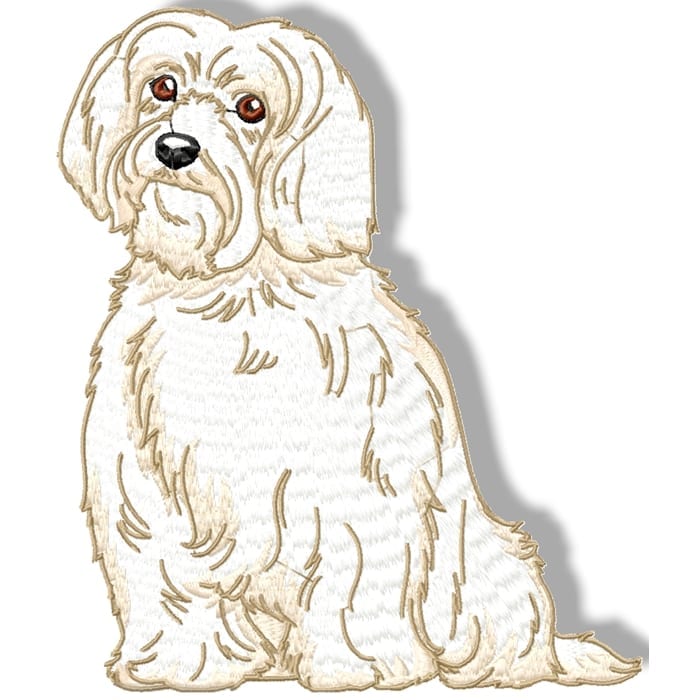 Maltese Terrier Realistic