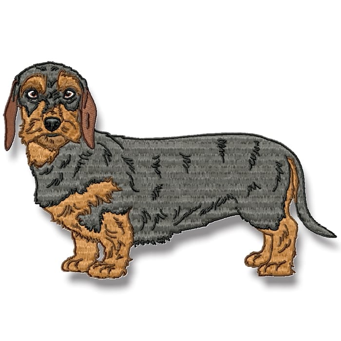 Wire-Haired Dachshund Realistic