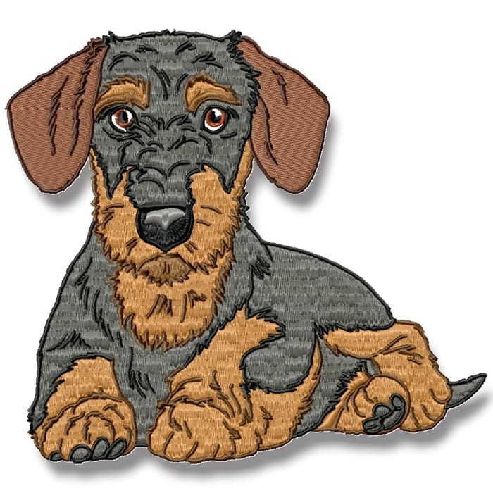 Realistic Wire-Haired Dachshund