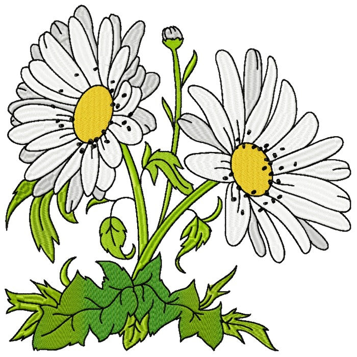Spectacular Daisies