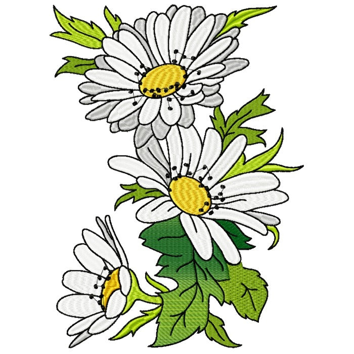 Spectacular Daisies