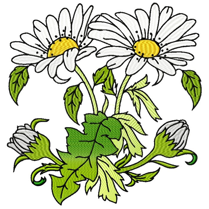 Spectacular Daisies