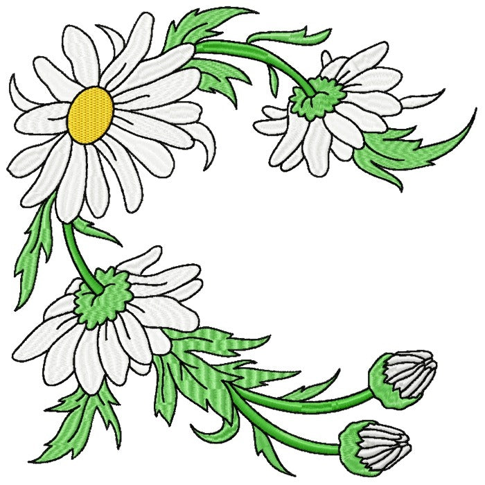 Spectacular Daisies